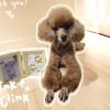 Pet Paw Print Memorial Kit
