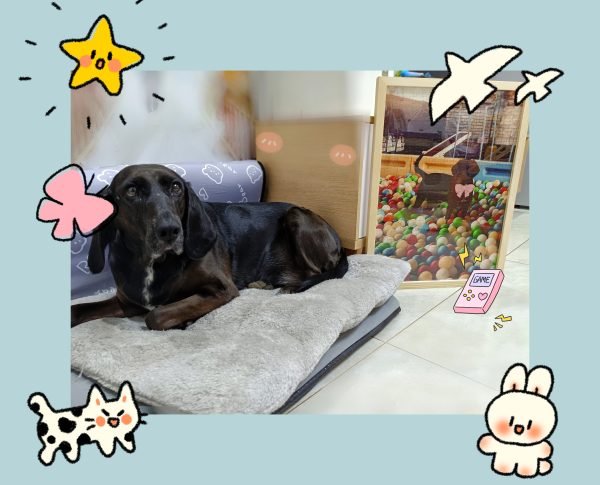 Pet Photo Puzzles